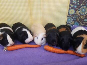 Rescue Guinea Pig Guinea Pigs for Adoption in Gainesville, Florida - Zuko | PetCurious
